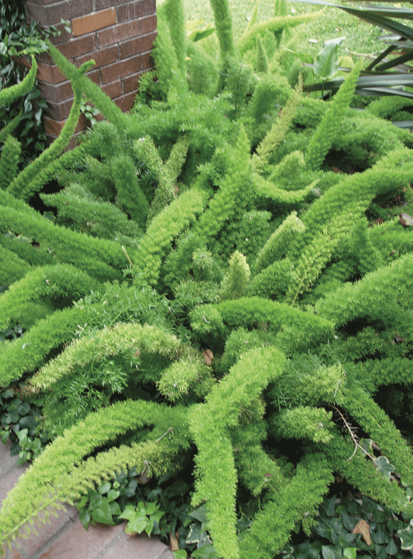 Foxtail Fern, Asparagus densiflorus ‘Meyersii’