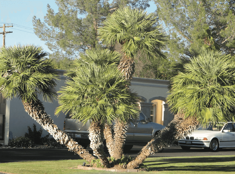 Mediterranean Fan Palm – Chamaerops humilis