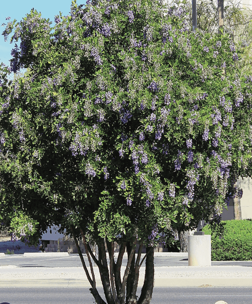 Texas Mountain Laurel – Dermatophyllum secundiflorum