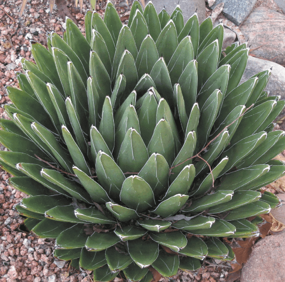 Queen Victoria Agave – Agave victoriae-reginae