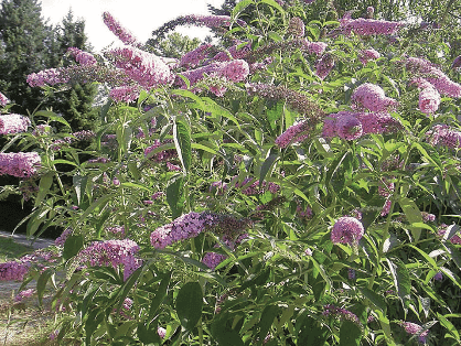 Butterfly Bush, Summer Lilac – Buddleja davidii