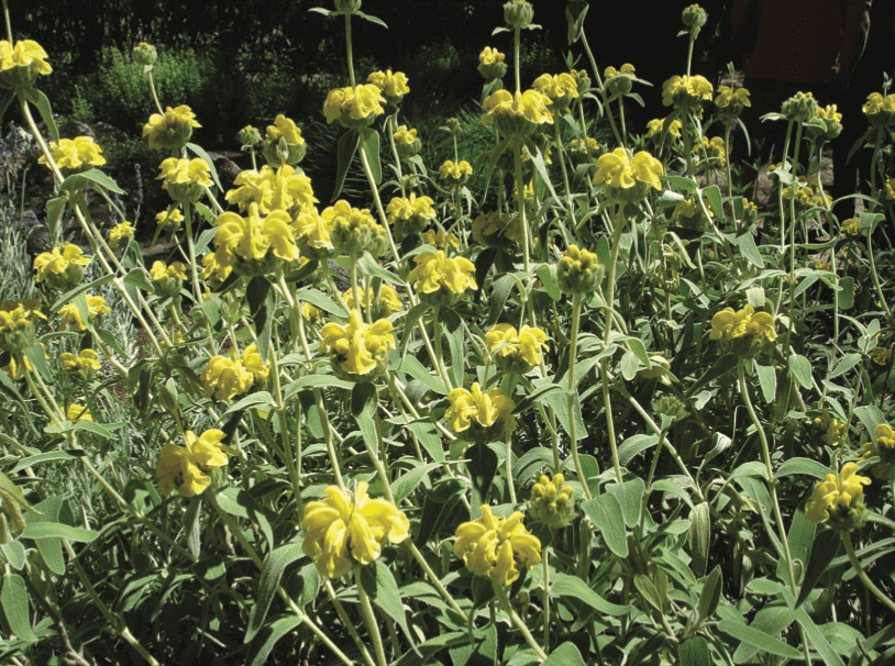 Jerusalem Sage, Phlomis fruticosa (Medium-sized, perennial shrub)
