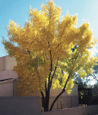 Arizona Ash, Velvet Ash – Fraxinus velutina
