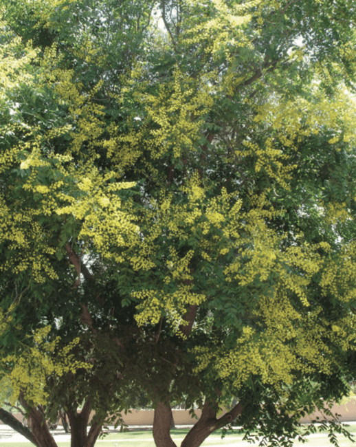 Golden Rain Tree – Koelreuteria paniculata