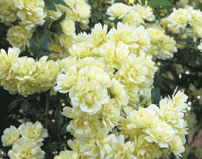 Lady Banks Rose Vine – Rosa banksiae (Vines and climbers)