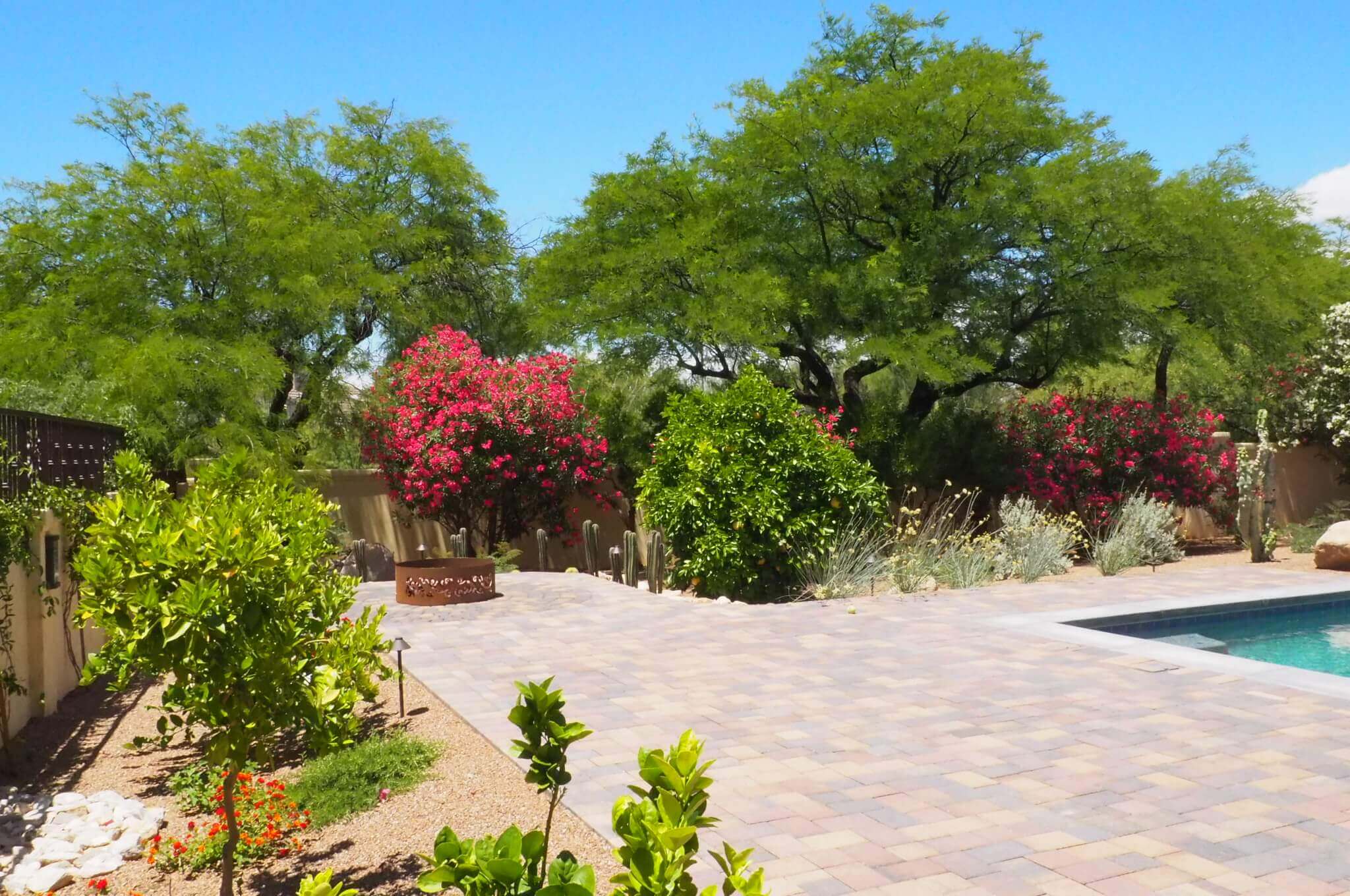 A large garden in a backyard featuring plants and trees native to Southern Arizona