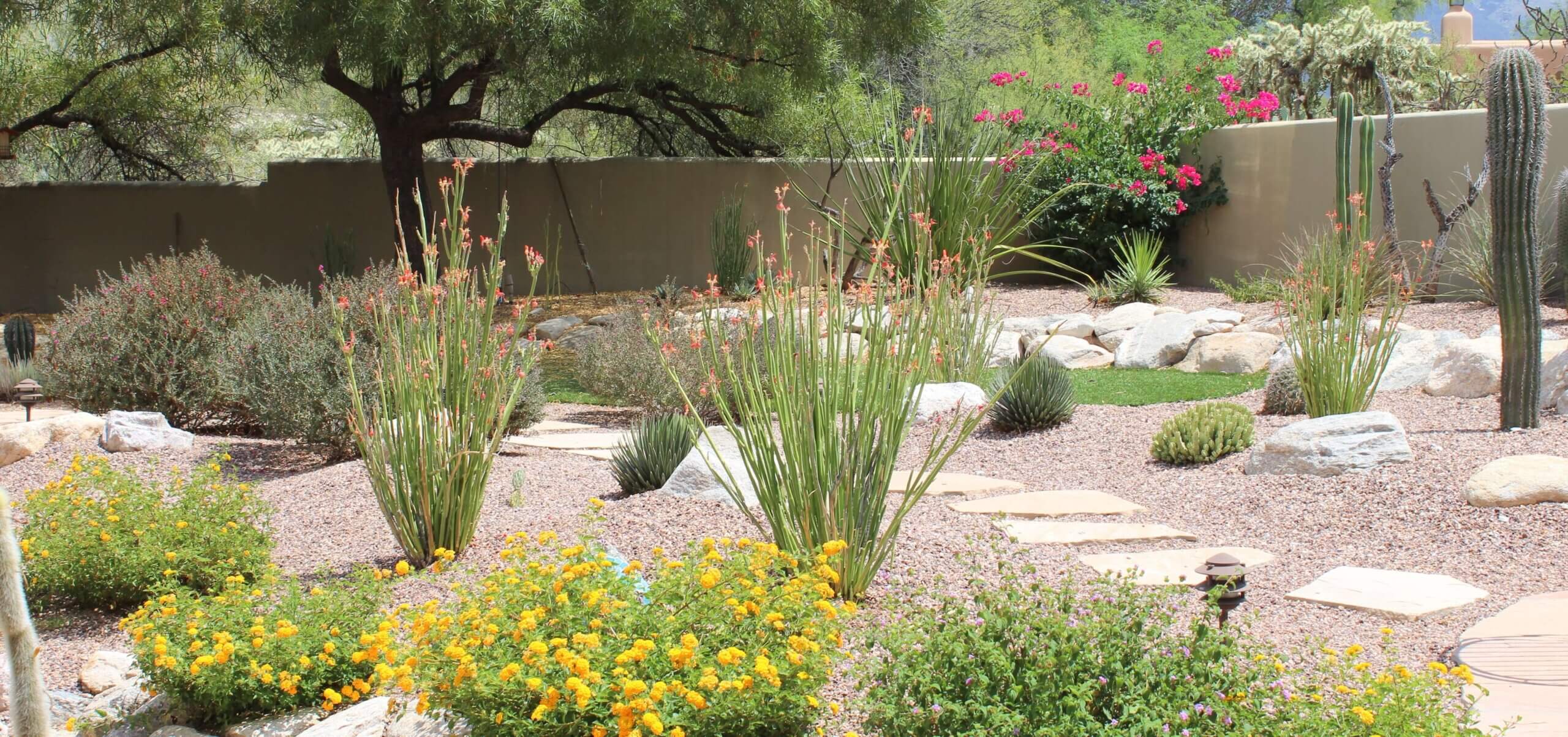 A large, perfectly maintained, garden in Southern Arizona
