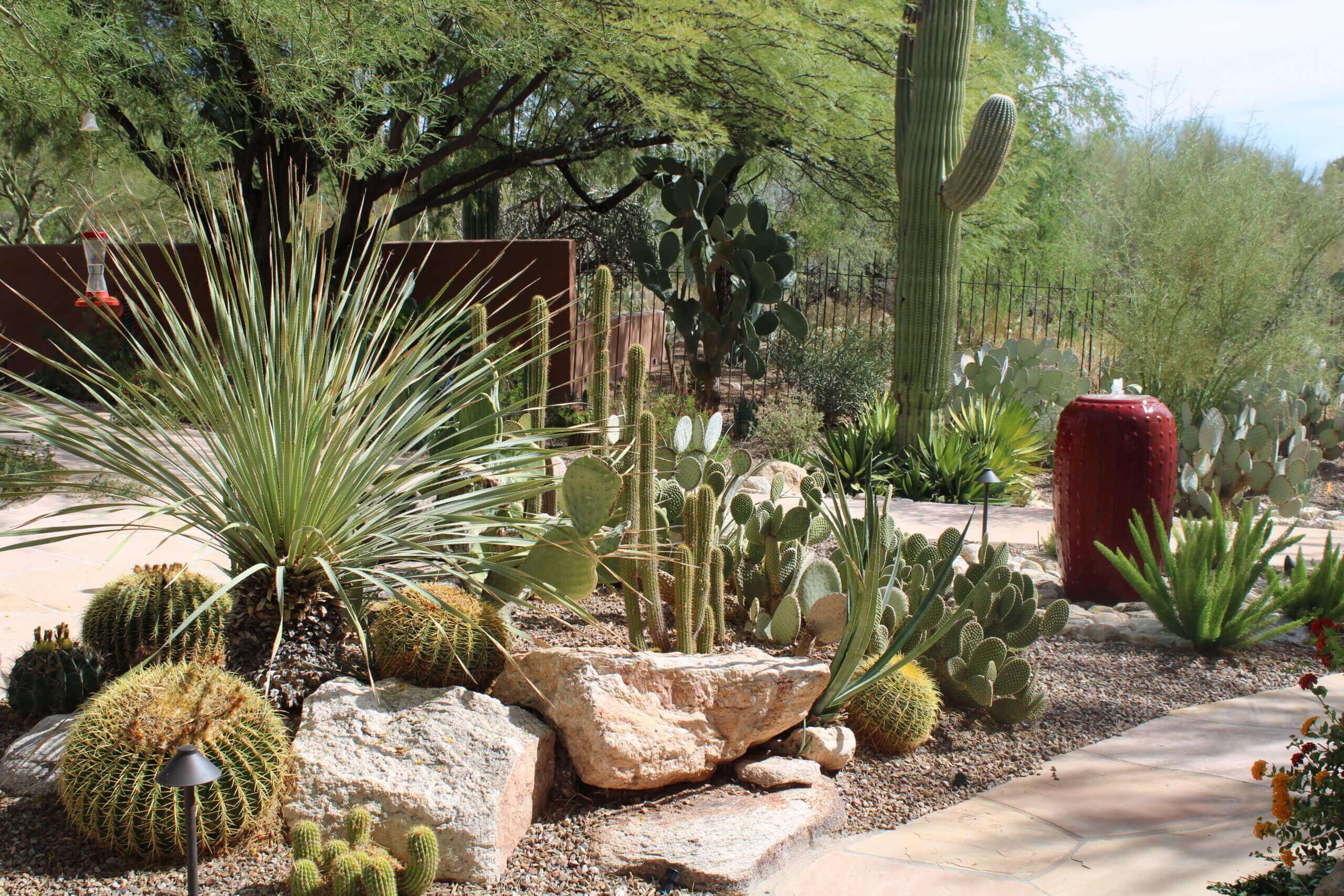 Expert landscape design in Tucson with a water feature, cactus, and plants native to Southern Arizona