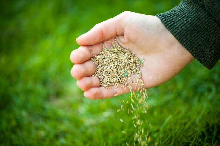 Gardening Tip of the Month: Overseeding with Perennial Rye