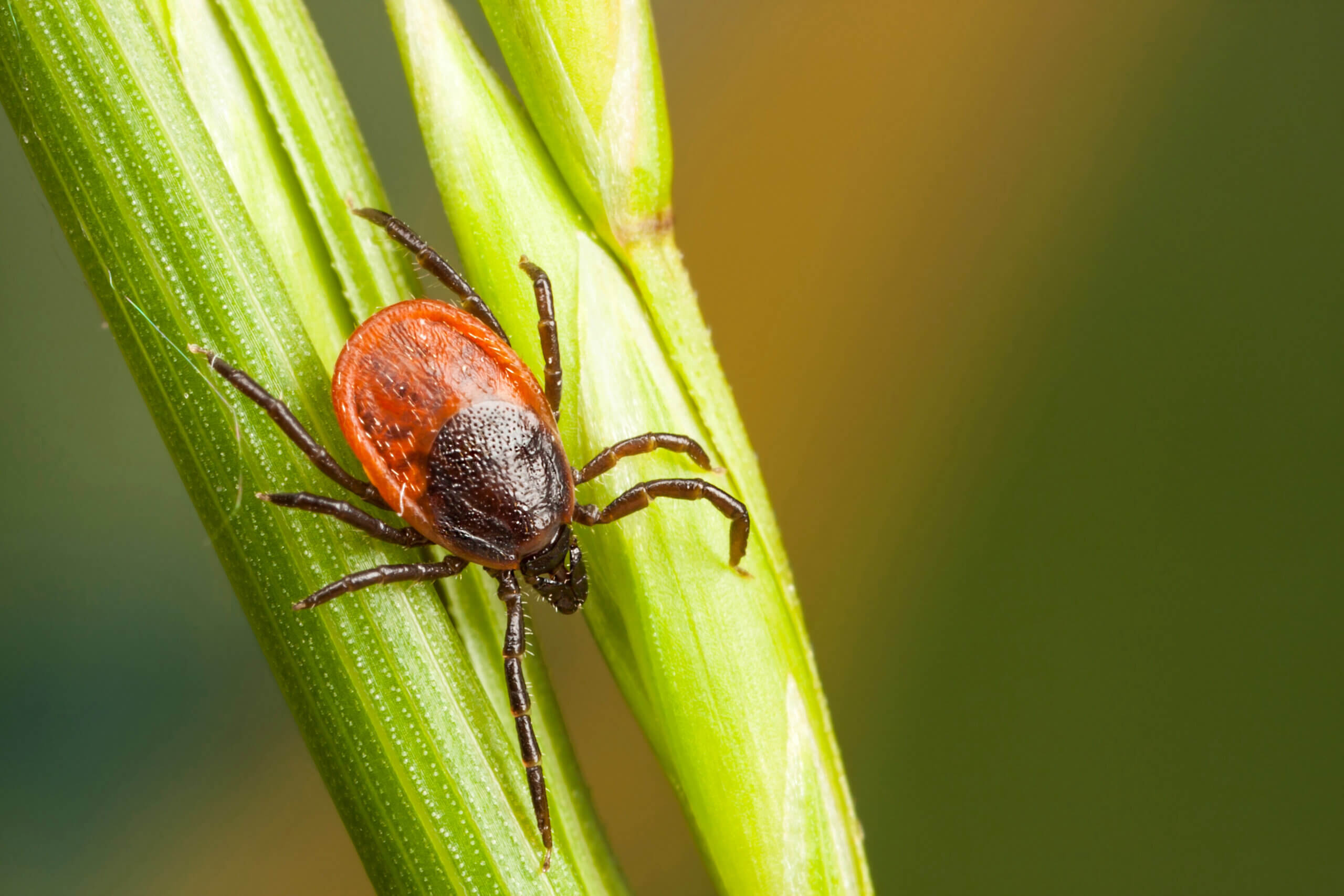 A tick crawling on the leaf of a plant in a Tucson backyard