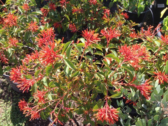 Plants of the Month: The Cape Honeysuckle and the Firecracker Bush