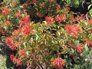 Hamilia patens. wrightii, Flame acanthus
