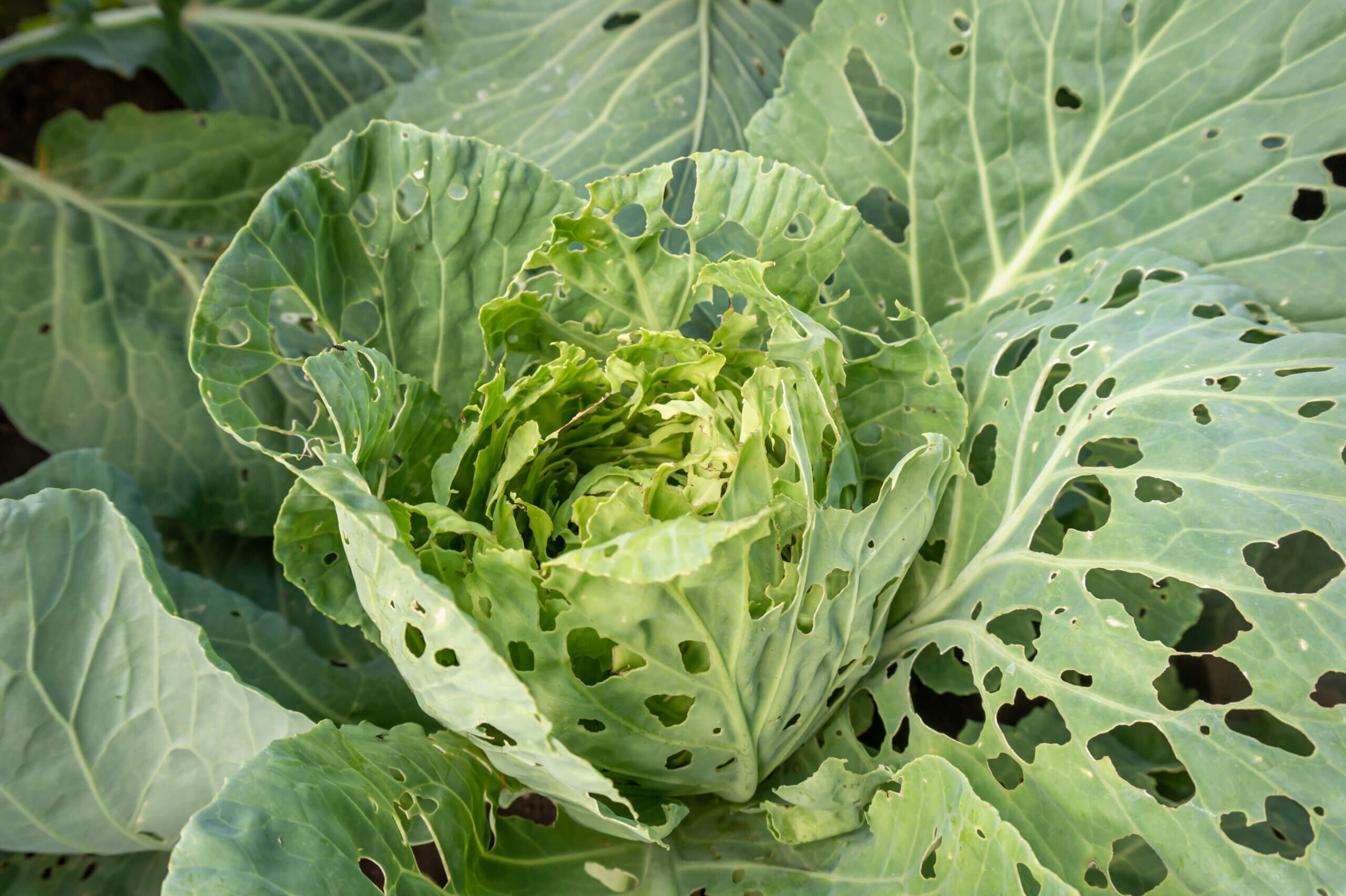 Best Ways to Shield Your Arizona Garden from Sneaky Pests