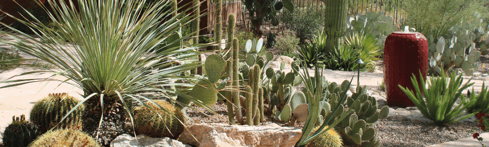 Keeping Desert Plants Healthy All Summer Long