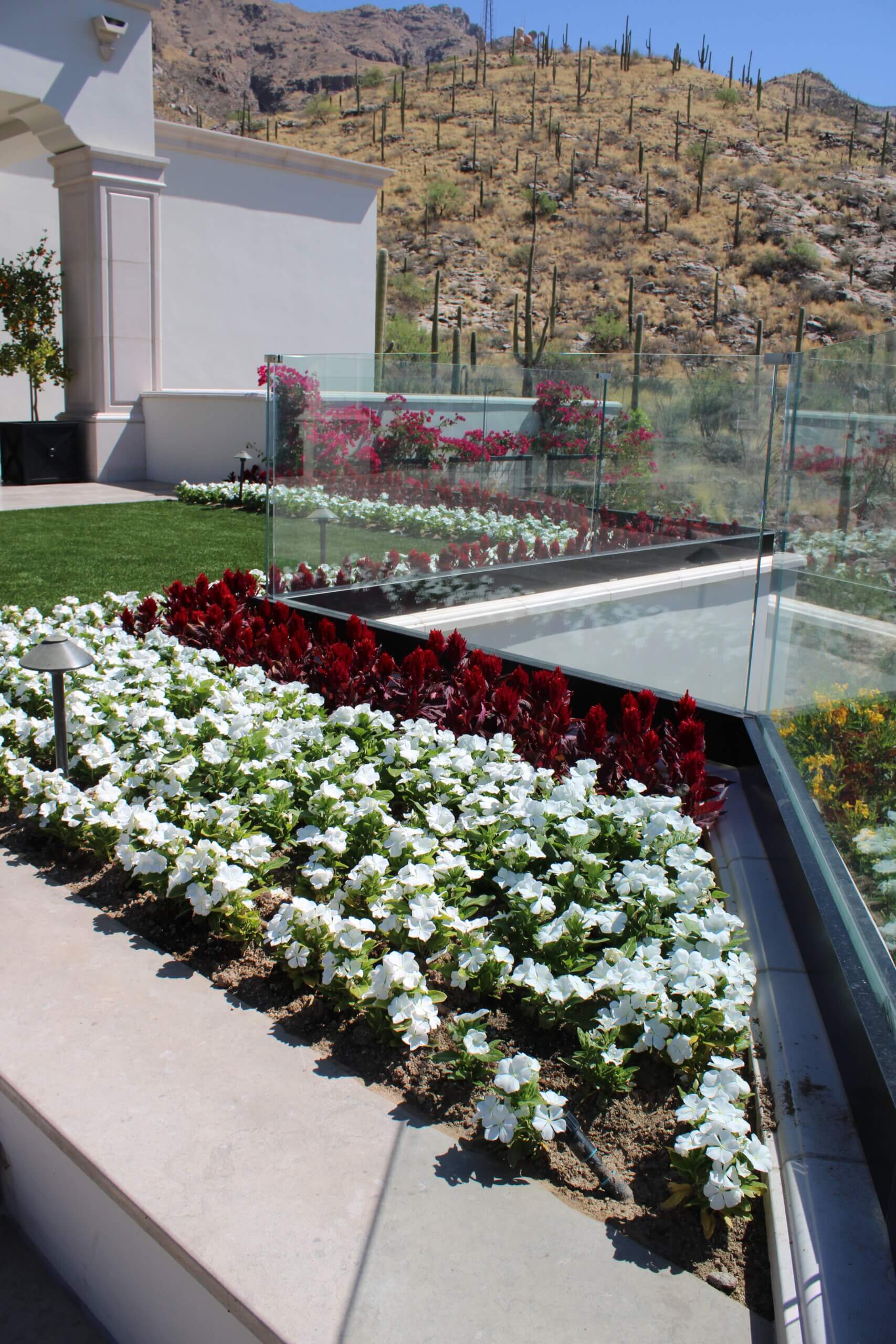 Rows of red and white flowers lining a glass fence in the yard of a Southern Arizona Home