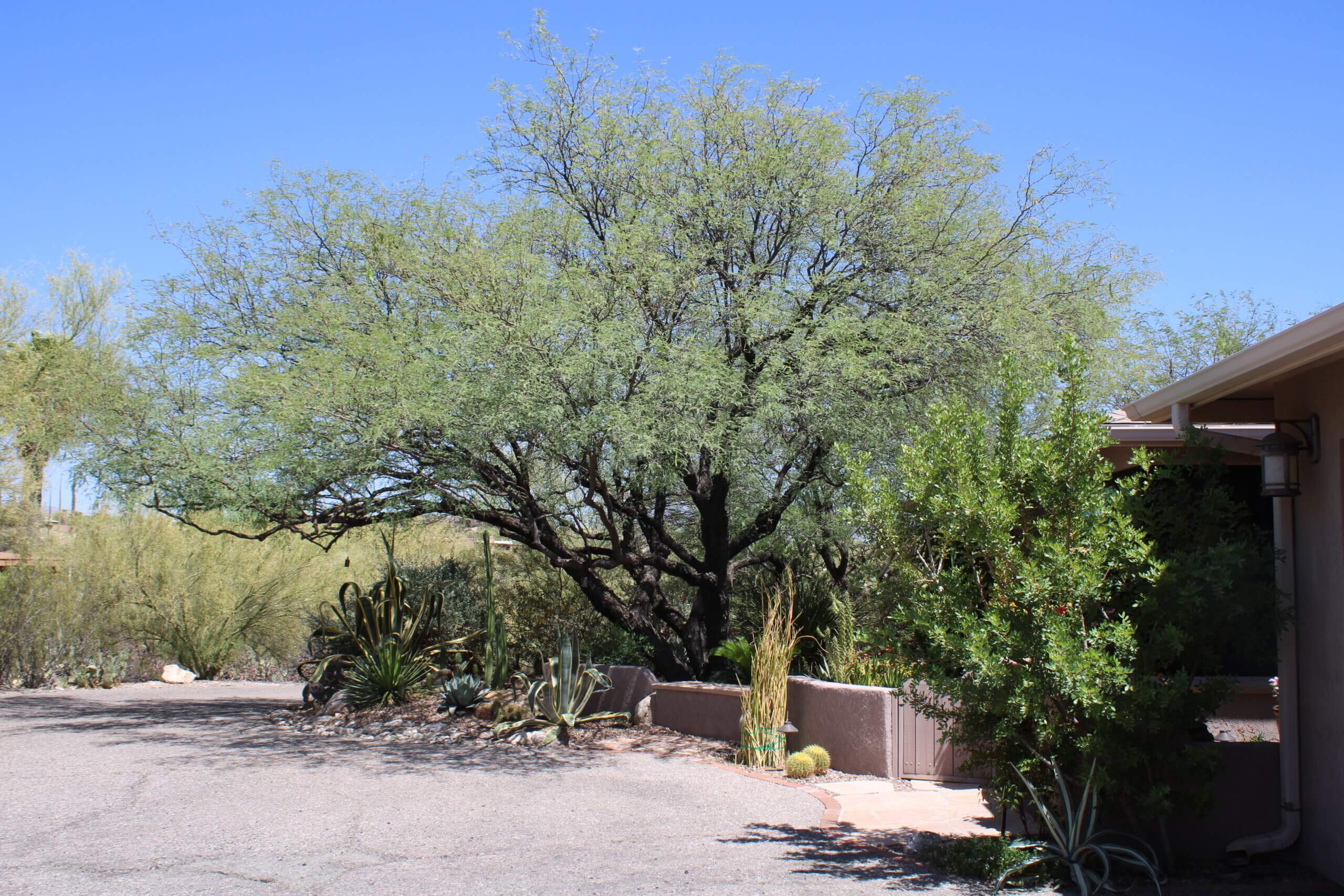 A large tree that has been trimmed and maintained by Horticulture Unlimited's tree services