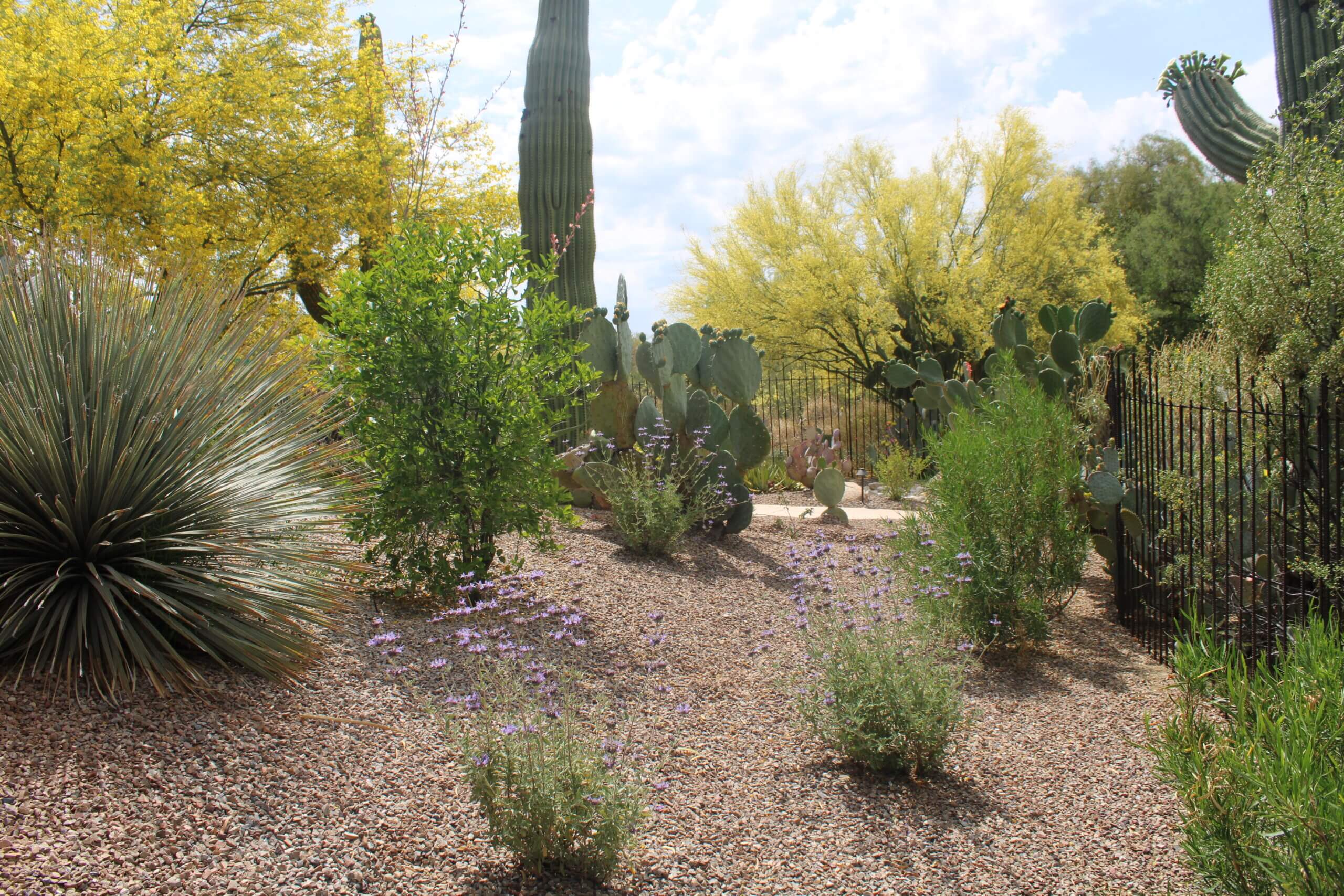 A large garden that is well kept by Horticulture Unlimited's landscape maintenance services in Tucson.