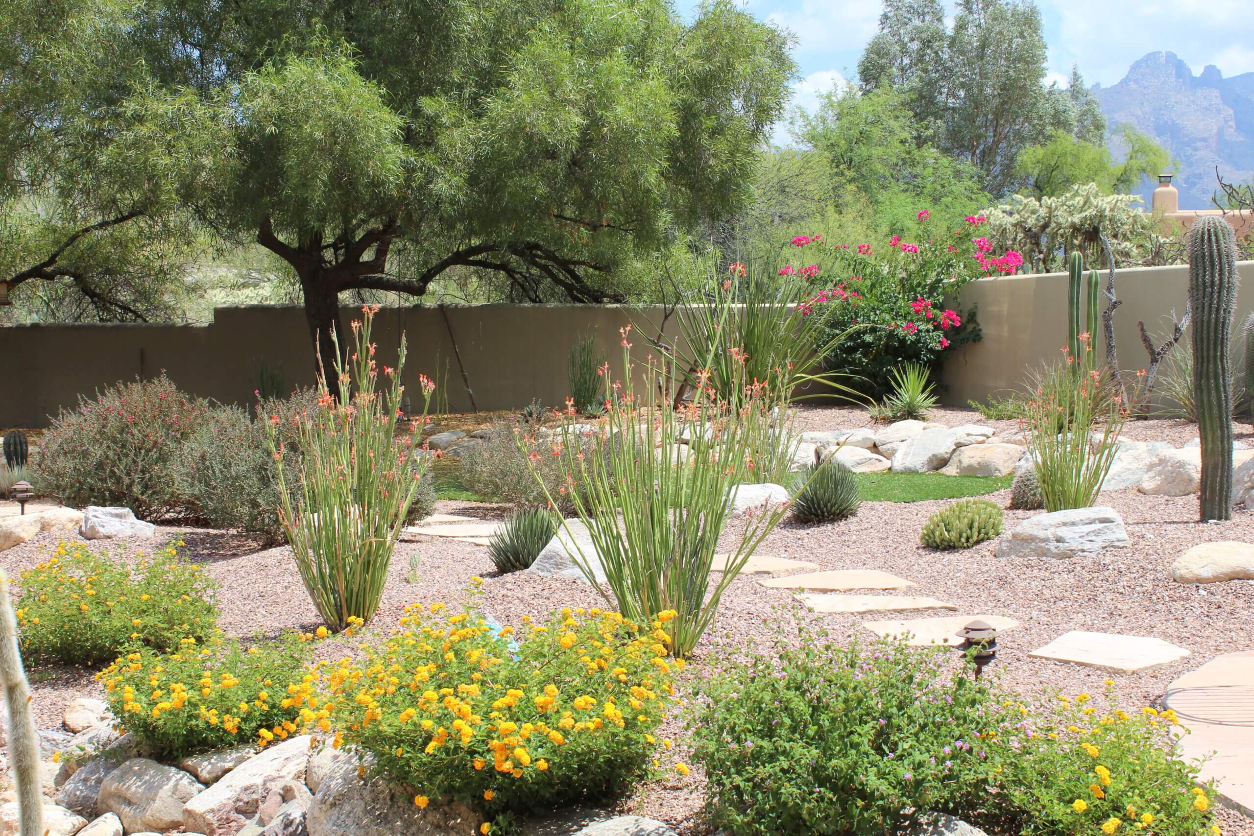 Best Practices & Plant Choices for Designing Outdoor Spaces That Thrive in the Tucson Desert