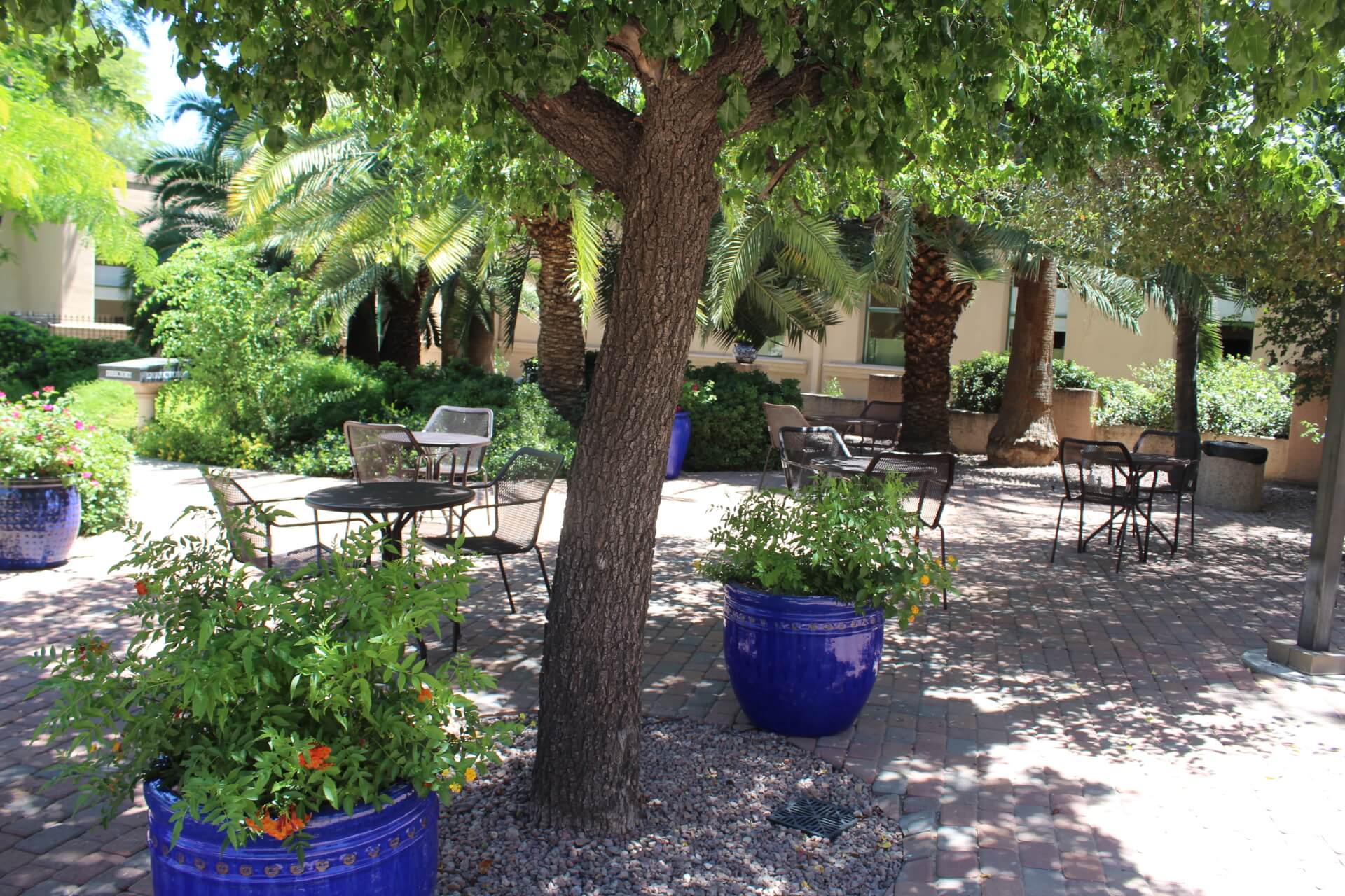 Tucson Landscape Design