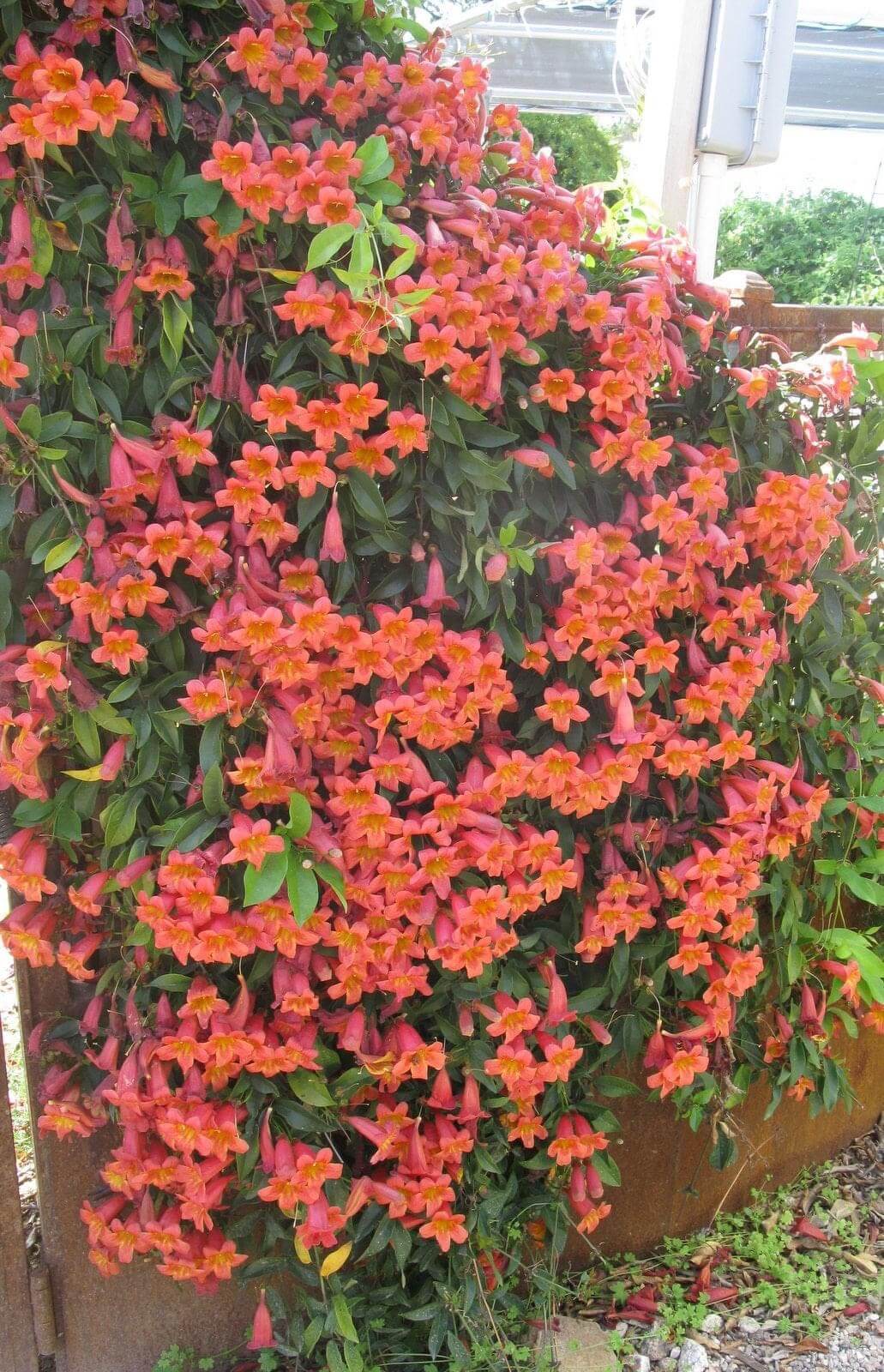 Tucson Landscape Design