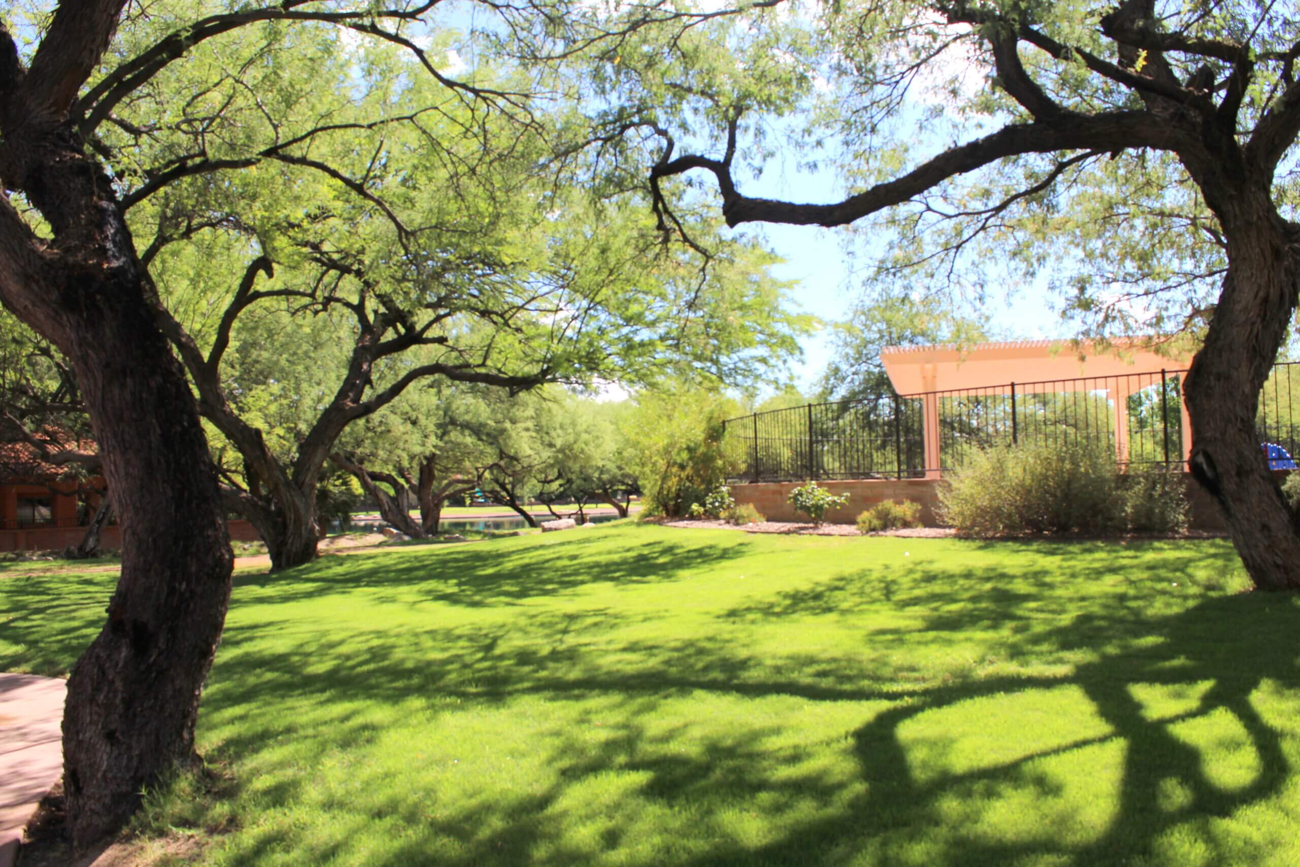 Well-maintained trees in a Southern Arizona backyard