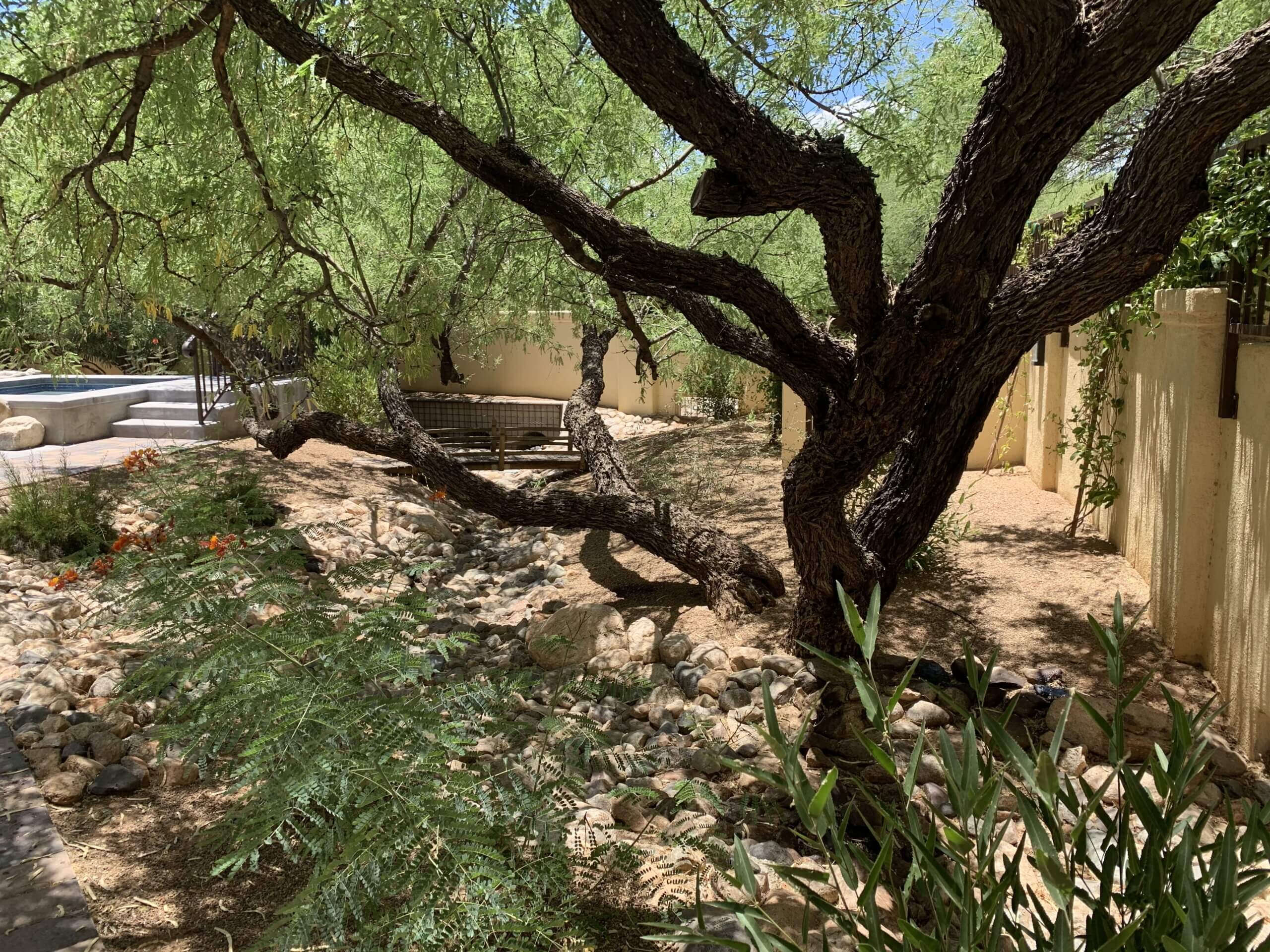 The Importance of Tree Services in Tucson Landscaping