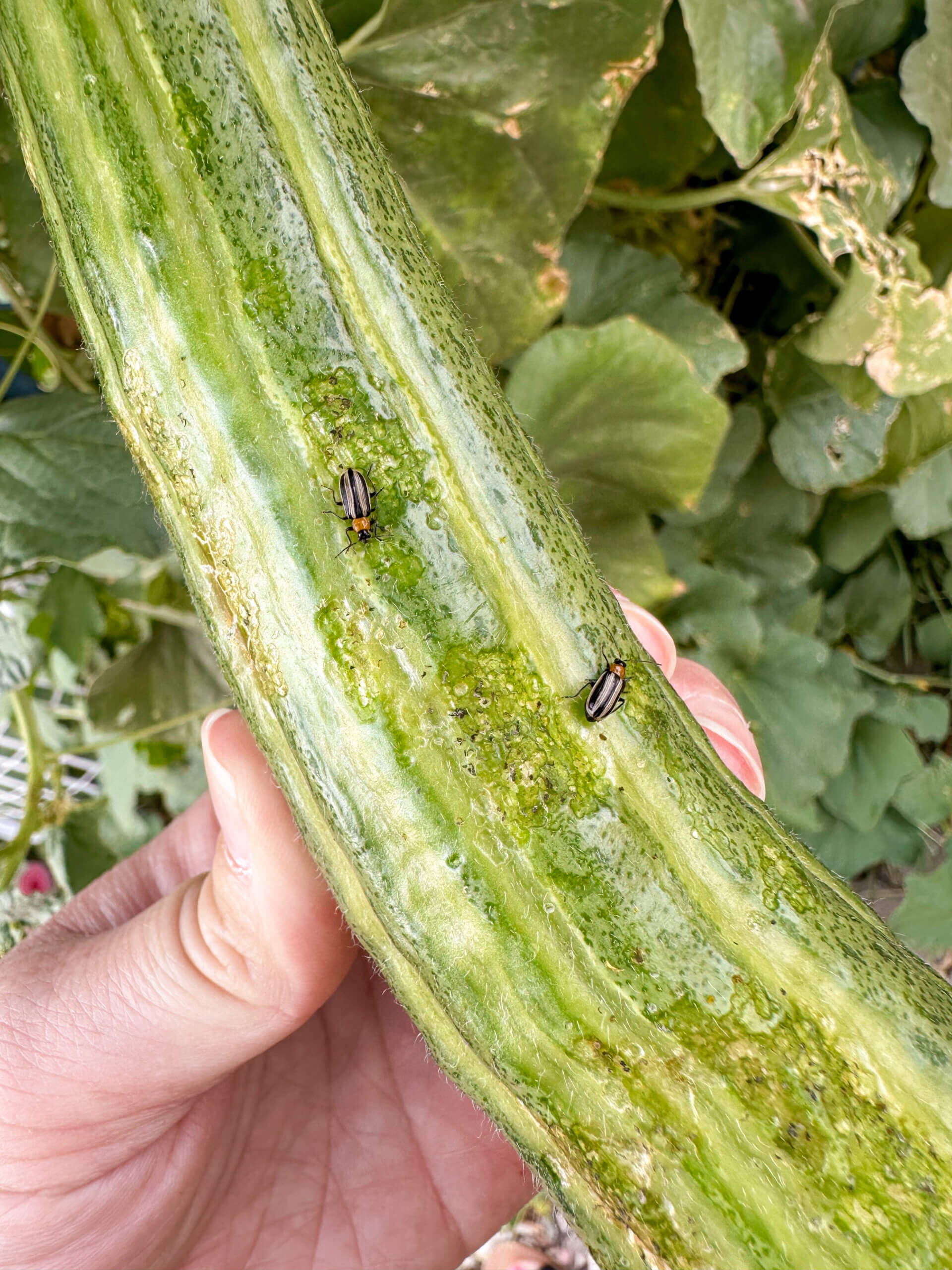 Why You Should Schedule Outdoor Pest Control Services This Spring