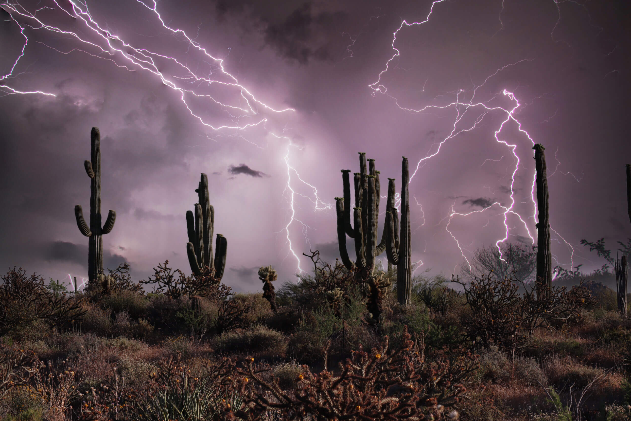 Tucson Tree Care Tips: Storm-Proof Your Trees Before Monsoon Winds Hit