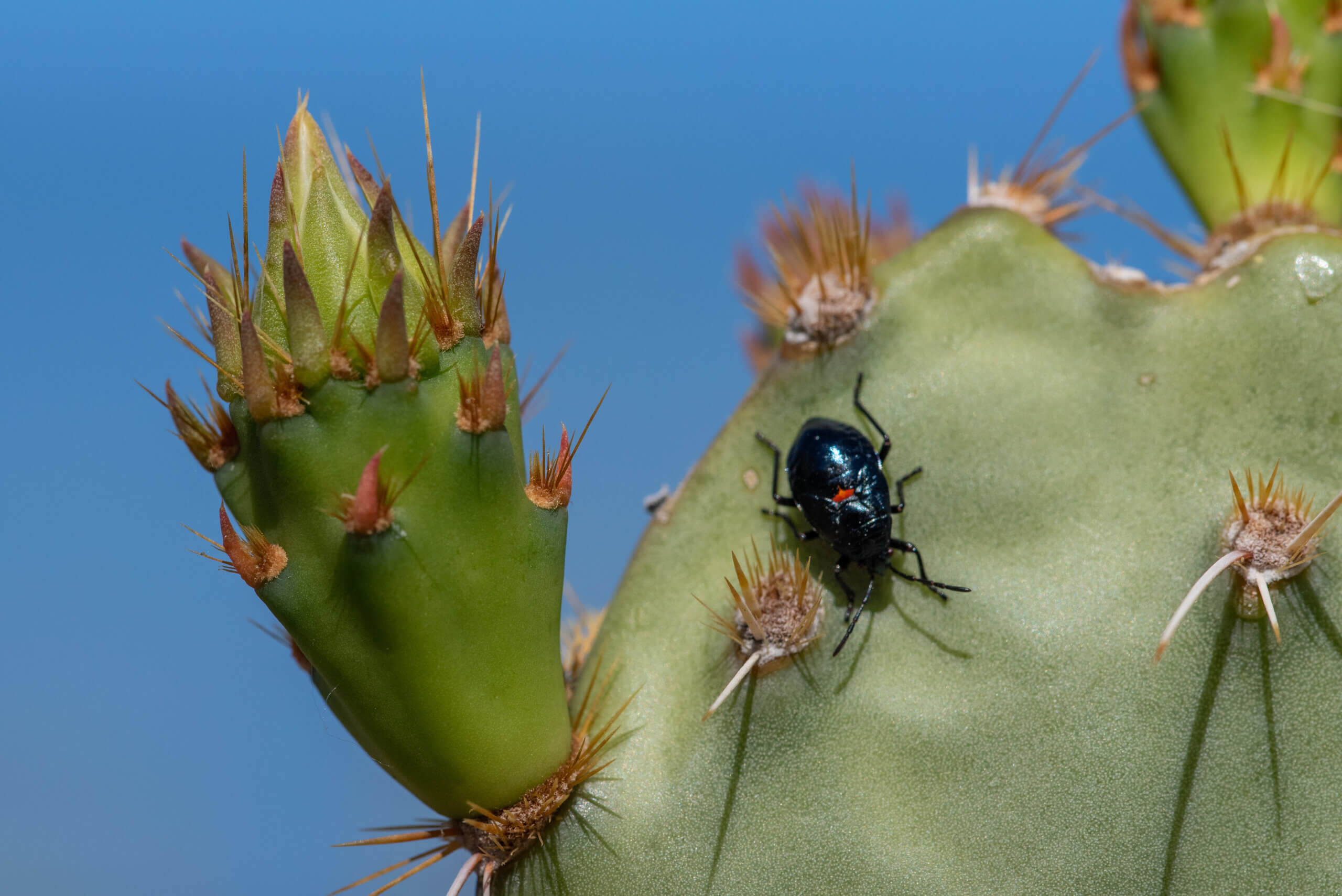 Pest-Proof Your Yard: Tucson’s Top Landscape Pest Threats and How to Manage Them