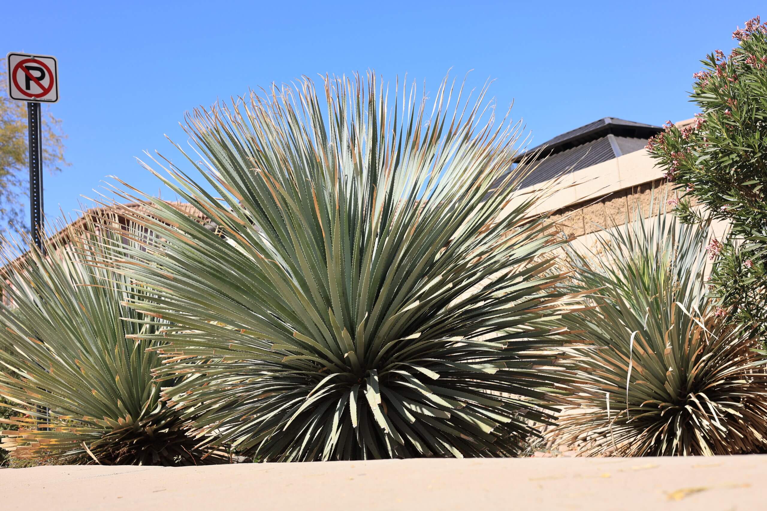 Native Plants that Thrive in Tucson Winters