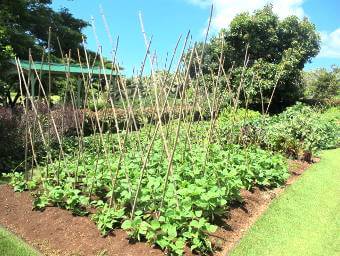 Preparing And Planting A Vegetable Garden Horticulture Unlimited