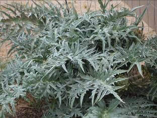 Artichoke plant