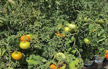 Tomatoes growing on the vine
