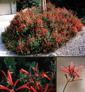 Chuparosa Horticulture Unlimited