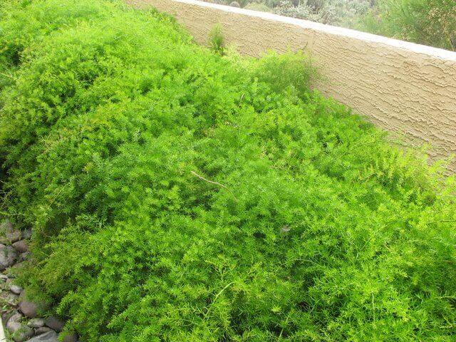 Asparagus Fern - Horticulture Unlimited