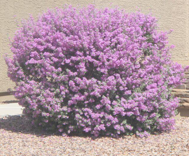 Leucophyllum candidum Thunder Cloud Thunder cloud texas ranger