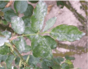 Powdery mildew damage