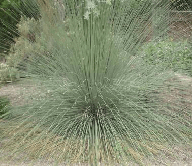 Toothless Desert Spoon Horticulture Unlimited