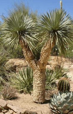 Thompson Yucca Horticulture Unlimited