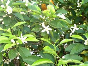 clip_image011