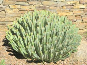 Euphorbia resinifera, Marokkansk mound-001