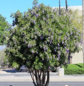 Dermatophyllum Secunfiflorum Texas Mountain Laurel Horticulture Unlimited