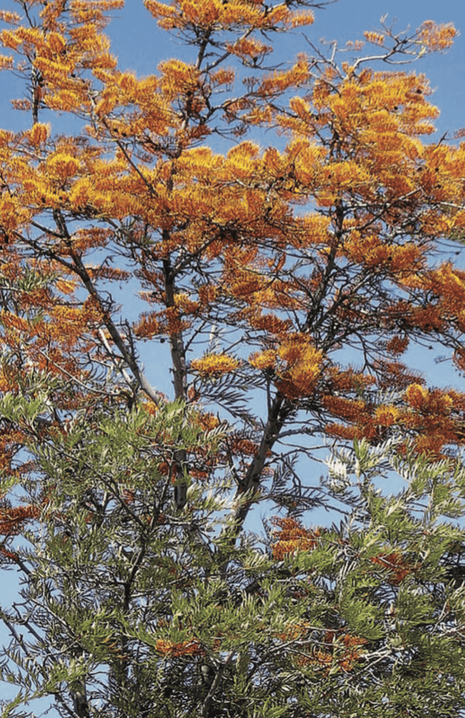Grevillea Robusta Silk Oak Tree Large Sized Tree Horticulture Unlimited Grevillea Robusta Silk Oak Tree Large Sized Tree Horticulture Unlimited