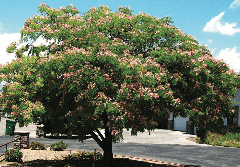 Albizia Julibrissin Mimosa Silk Tree Medium Sized Tree Horticulture Unlimited